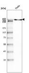 Laminin subunit alpha-1 antibody, AMAb91117, Atlas Antibodies, Western Blot image 
