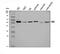 Tyrosyl-TRNA Synthetase antibody, A08583-2, Boster Biological Technology, Western Blot image 