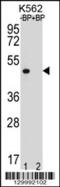 Olfactory Receptor Family 8 Subfamily K Member 3 (Gene/Pseudogene) antibody, 56-458, ProSci, Western Blot image 
