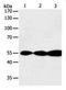 Glutathione reductase, mitochondrial antibody, orb107392, Biorbyt, Western Blot image 