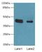Keratin 33B antibody, A59586-100, Epigentek, Western Blot image 