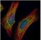 Cysteine Rich Hydrophobic Domain 2 antibody, NBP1-32719, Novus Biologicals, Immunocytochemistry image 