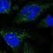 Glucuronic Acid Epimerase antibody, PA5-59194, Invitrogen Antibodies, Immunofluorescence image 