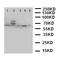Tumor Protein P63 antibody, LS-C313184, Lifespan Biosciences, Western Blot image 