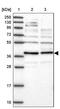 Failed Axon Connections Homolog, Metaxin Like GST Domain Containing antibody, PA5-58657, Invitrogen Antibodies, Western Blot image 