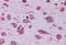 Cytochrome C Oxidase Copper Chaperone COX17 antibody, MBS246600, MyBioSource, Immunohistochemistry frozen image 