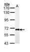WEE1 G2 Checkpoint Kinase antibody, PA5-29303, Invitrogen Antibodies, Western Blot image 