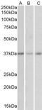 Growth Hormone Inducible Transmembrane Protein antibody, LS-C112679, Lifespan Biosciences, Western Blot image 