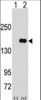 Pumilio homolog 2 antibody, LS-B9061, Lifespan Biosciences, Western Blot image 