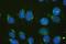 Golgin A2 antibody, M05865-2, Boster Biological Technology, Immunofluorescence image 