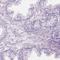 Ciliary Associated Calcium Binding Coiled-Coil 1 antibody, HPA041398, Atlas Antibodies, Immunohistochemistry frozen image 