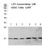 Histone H2B type 1-A antibody, STJ98690, St John