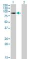 Family With Sequence Similarity 234 Member B antibody, H00057613-B01P, Novus Biologicals, Western Blot image 