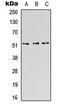 CD218b antibody, LS-C356119, Lifespan Biosciences, Western Blot image 