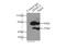 Histone Deacetylase 2 antibody, 12922-3-AP, Proteintech Group, Immunoprecipitation image 