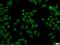 RB Binding Protein 4, Chromatin Remodeling Factor antibody, 20364-1-AP, Proteintech Group, Immunofluorescence image 