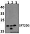 SFT2 Domain Containing 3 antibody, GTX66804, GeneTex, Western Blot image 