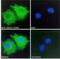 C-X-C Motif Chemokine Receptor 3 antibody, NBP2-77442, Novus Biologicals, Immunofluorescence image 