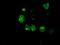 LEM Domain Containing 3 antibody, NBP2-02211, Novus Biologicals, Immunocytochemistry image 