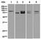 FMR1 Autosomal Homolog 1 antibody, ab129089, Abcam, Western Blot image 