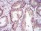 MICAL Like 1 antibody, H00085377-B01P, Novus Biologicals, Immunohistochemistry frozen image 
