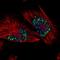 Protein SON antibody, HPA023535, Atlas Antibodies, Immunocytochemistry image 