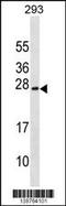 Exosome Component 1 antibody, 59-892, ProSci, Western Blot image 