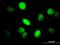 Yes Associated Protein 1 antibody, orb89758, Biorbyt, Immunofluorescence image 