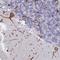Centrosomal Protein 152 antibody, NBP1-82953, Novus Biologicals, Immunohistochemistry frozen image 
