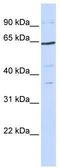 Transcription Factor 7 Like 1 antibody, TA329110, Origene, Western Blot image 