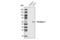 Perilipin A antibody, 3470S, Cell Signaling Technology, Western Blot image 