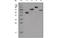 Human IgG antibody, MBS533433, MyBioSource, Western Blot image 