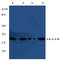 14-3-3 protein theta antibody, AP20329PU-N, Origene, Western Blot image 
