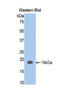 Mucin 2, Oligomeric Mucus/Gel-Forming antibody, LS-C300145, Lifespan Biosciences, Western Blot image 