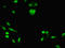 Lysine-specific demethylase 5A antibody, LS-C318116, Lifespan Biosciences, Immunofluorescence image 