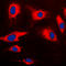Caspase recruitment domain-containing protein 14 antibody, LS-C354194, Lifespan Biosciences, Immunofluorescence image 