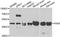 Paired Box 6 antibody, A7334, ABclonal Technology, Western Blot image 