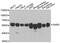 Seryl-tRNA synthetase, cytoplasmic antibody, abx005165, Abbexa, Western Blot image 