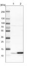 Ribonuclease UK114 antibody, NBP1-82452, Novus Biologicals, Western Blot image 
