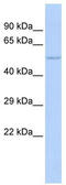 Nuclear Factor I C antibody, TA330165, Origene, Western Blot image 