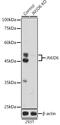 Jumonji Domain Containing 6, Arginine Demethylase And Lysine Hydroxylase antibody, GTX33278, GeneTex, Western Blot image 