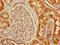 USH1 Protein Network Component Harmonin Binding Protein 1 antibody, LS-C399667, Lifespan Biosciences, Immunohistochemistry paraffin image 