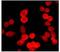 Ras GTPase-activating protein 2 antibody, ab40677, Abcam, Immunocytochemistry image 