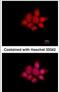 NCK Adaptor Protein 1 antibody, PA5-29232, Invitrogen Antibodies, Immunofluorescence image 