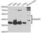 Ras association domain-containing protein 5 antibody, LS-C747698, Lifespan Biosciences, Western Blot image 