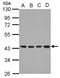 DnaJ Heat Shock Protein Family (Hsp40) Member B12 antibody, NBP2-16191, Novus Biologicals, Western Blot image 