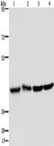 DRG1 antibody, TA349904, Origene, Western Blot image 