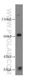 RNA polymerase II elongation factor ELL2 antibody, 12727-1-AP, Proteintech Group, Western Blot image 
