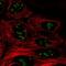 Uncharacterized protein C10orf131 antibody, NBP2-58030, Novus Biologicals, Immunofluorescence image 