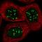 Actin Like 6B antibody, HPA045126, Atlas Antibodies, Immunocytochemistry image 